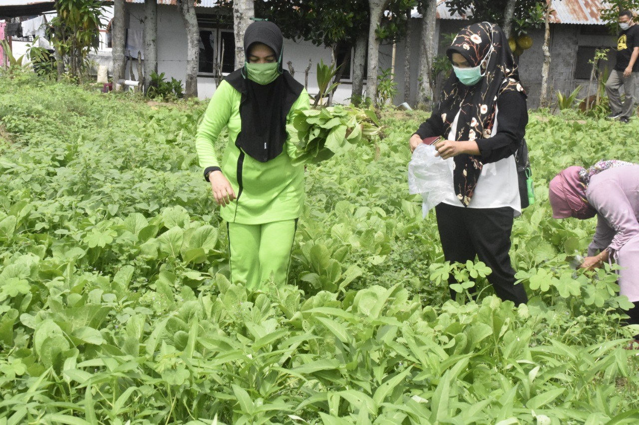 Berkebun Selama Pandemi, Psikolog: Bisa Perbaiki Suasana Hati